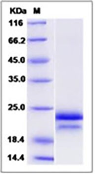 Human / Cynomolgus VEGF / VEGFA / VEGF164 Protein