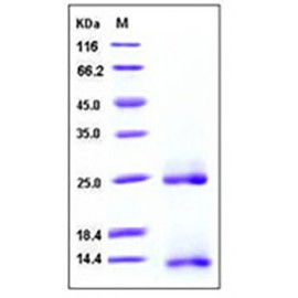Human / Mouse / Rat / Rhesus / Canine BMP-2 / BMP2A Protein