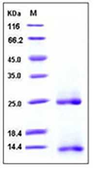 Human / Mouse / Rat / Rhesus / Canine BMP-2 / BMP2A Protein