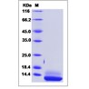 Human IL-15 / IL15 / Interleukin 15 Protein