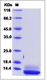 Human IL-15 / IL15 / Interleukin 15 Protein