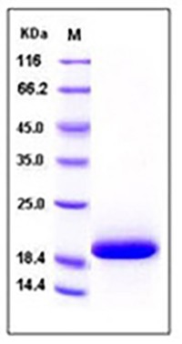 Human IL33 / Interleukin-33 / NF-HEV Protein