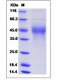 Mouse M-CSF / CSF-1 Protein