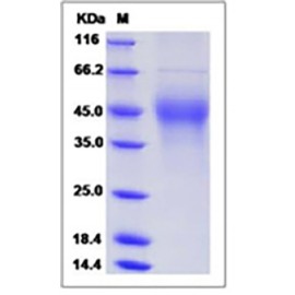 Mouse M-CSF / CSF-1 Protein