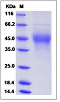 Mouse M-CSF / CSF-1 Protein