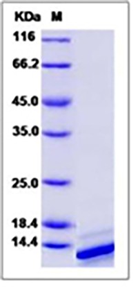 Mouse IL4 / Interleukin-4 Protein