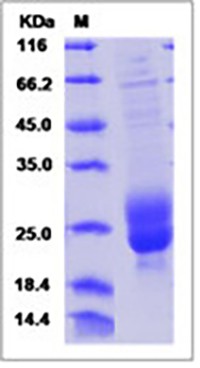 Human M-CSF / CSF-1 Protein