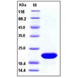 Human FGF10 / KGF2 Protein