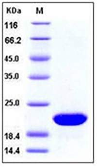 Human FGF10 / KGF2 Protein