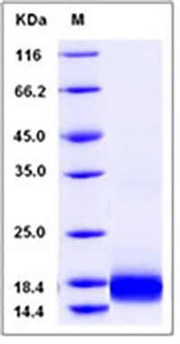 Human IL17 / IL17A Protein