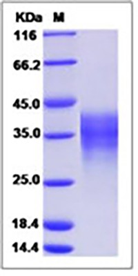 Human LIF Protein