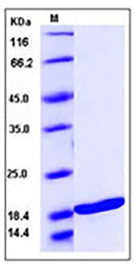 Human TNFSF10 / TRAIL / APO-2L / CD253 Protein