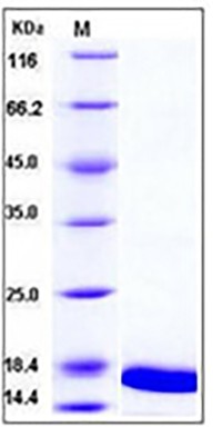 Mouse TNF-alpha / TNFA Protein