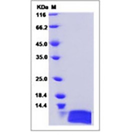 Human IL-8 / CXCL8 Protein (aa 28-99)