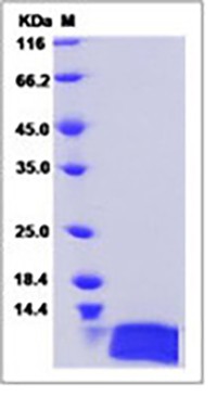 Human IL-8 / CXCL8 Protein (aa 28-99)