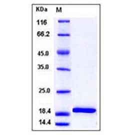 Mouse IL-1beta / IL1B Protein