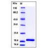 Mouse IL-1beta / IL1B Protein