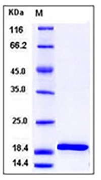 Mouse IL-1beta / IL1B Protein