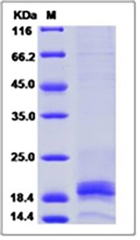 Mouse IFNG / Interferon Gamma Protein