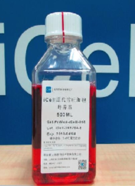 Primary Schwann Cell Culture System