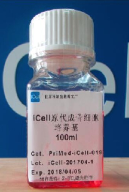 Primary Osteoblast Culture System