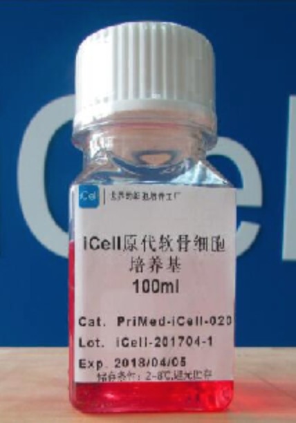 Primary Mesangial Cell Culture System