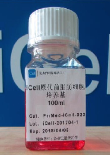 Primary Osteoclast Culture System