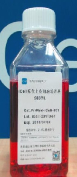 Primary Epithelial Cell Culture System