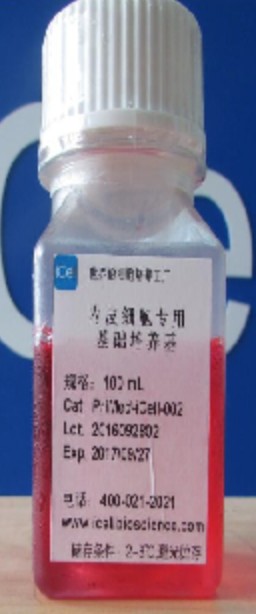 Primary Endothelial Cell Culture System