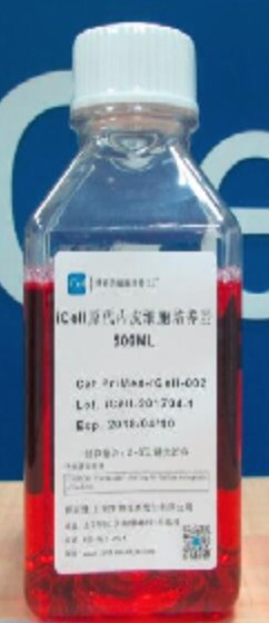 Primary Endothelial Cell Culture System