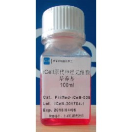 Primary Neuronal Cell Culture System