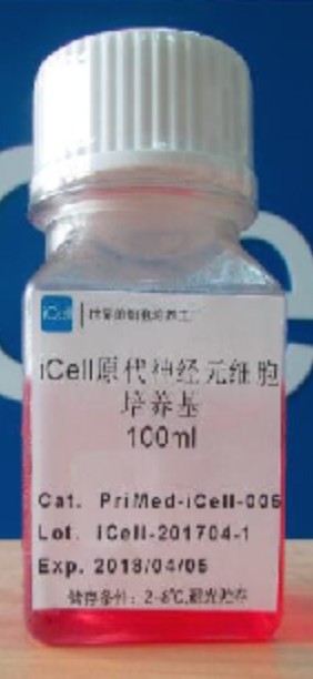 Primary Neuronal Cell Culture System