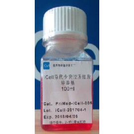 Primary Oligodendrocyte Culture System