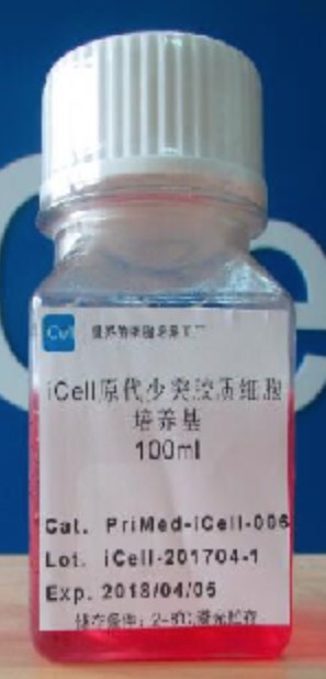 Primary Oligodendrocyte Culture System