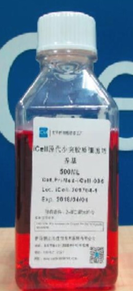 Primary Oligodendrocyte Culture System