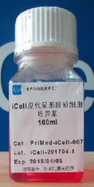 Primary Astrocyte Culture System