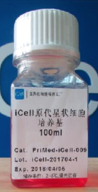 Primary Stellate Cell Culture System