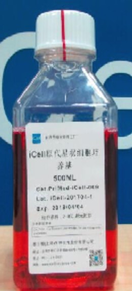 Primary Stellate Cell Culture System