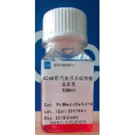 Primary Keratinocyte Culture System