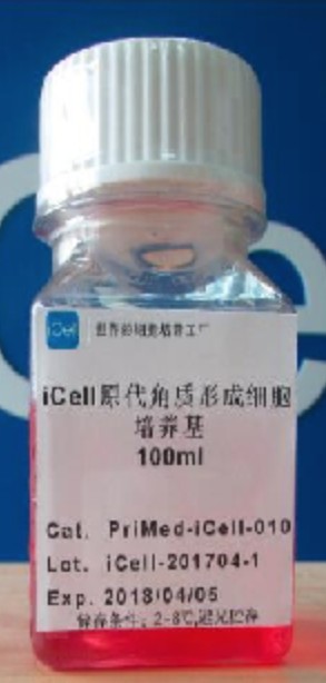 Primary Keratinocyte Culture System