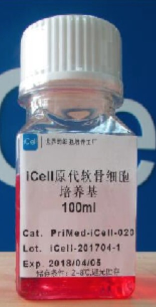 Primary Endometrial Cell Culture System