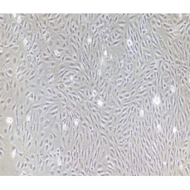Human Primary Colonic Mucosal Epithelial Cells