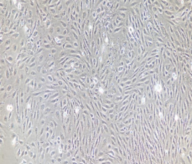 Human Primary Colonic Mucosal Epithelial Cells