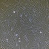 Human Primary Rectal Fibroblasts Cells