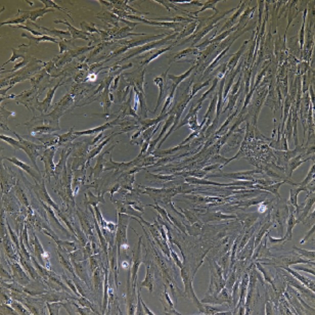Human Primary Rectal Fibroblasts Cells
