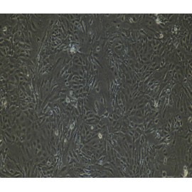 Human Primary Renal Tubular Epithelial Cells