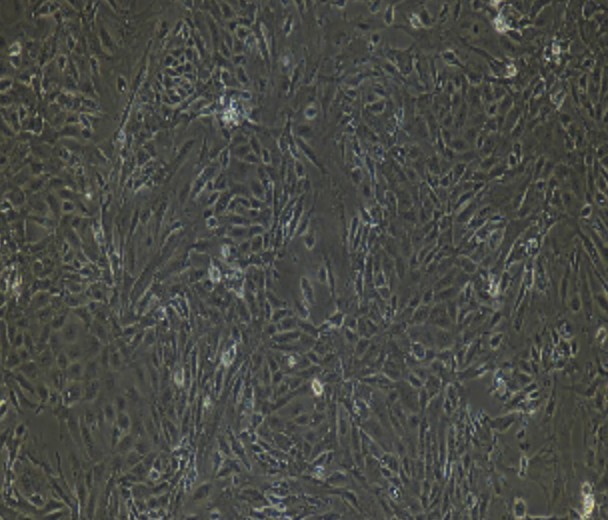 Human Primary Renal Tubular Epithelial Cells