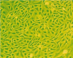 Human Primary Fallopian Tube Fibroblasts Cells