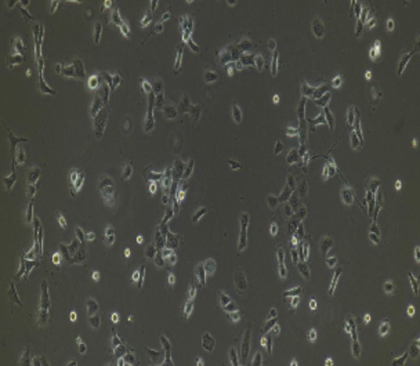 Human Primary Hair Follicular Keratinocytes Cells