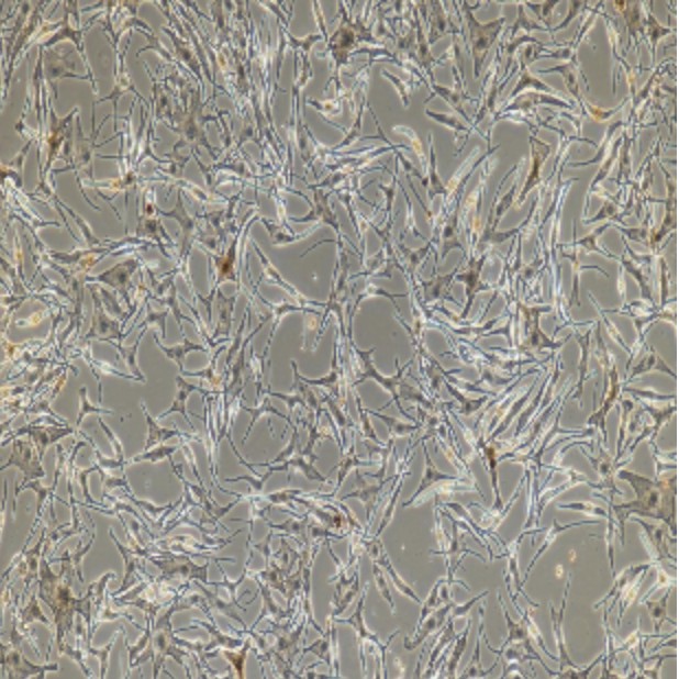 Human Primary Melanocytes Cells
